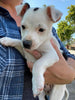 Rat Terrier For Sale Tampico, Illinois Male- Rudy
