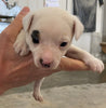 Rat Terrier Puppy For Sale Tampico, Illinois Male- Rufus