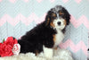 Mini Bernedoodle Puppy For Sale Mansfield, OH Male- Rugby