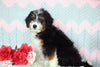 Mini Bernedoodle Puppy For Sale Mansfield, OH Male- Rugby