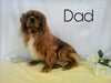 AKC Registered Cavalier King Charles Spaniel For Sale Wooster OH, Male- Roland