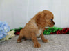 AKC Registered Cavalier King Charles Spaniel For Sale Wooster, OH Male- Rusty