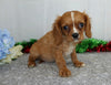 AKC Registered Cavalier King Charles Spaniel For Sale Wooster, OH Male- Rusty