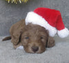 Mini Labradoodle For Sale Millersburg, OH Male- Stocking