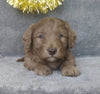 Mini Labradoodle For Sale Millersburg, OH Male- Stocking