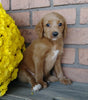 F1B Medium Labradoodle For Sale Millersburg, OH Female- Sadie