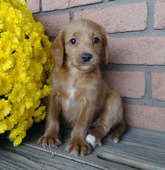 F1B Medium Labradoodle For Sale Millersburg, OH Female- Sadie