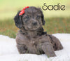 Mini Goldendoodle For Sale Sugarcreek, OH Female - Sadie