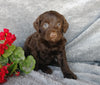 F1B Medium Labradoodle For Sale Millersburg, OH Female- Sally