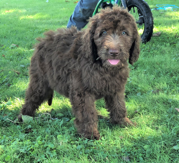 Labradoodle For Sale Sugarcreek, OH Female- Sally