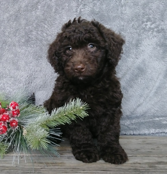 Medium F1B Labradoodle For Sale Millersburg, OH Female- Sally