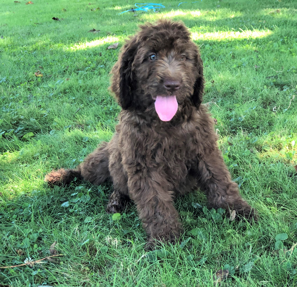 Labradoodle For Sale Sugarcreek, OH Female- Sally – AC Puppies LLC