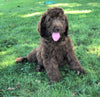 Labradoodle For Sale Sugarcreek, OH Female- Sally