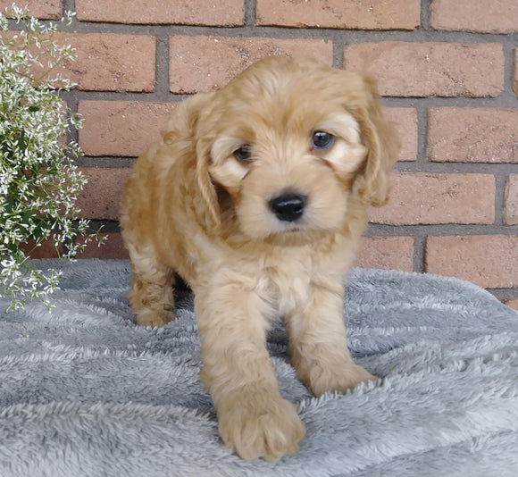 F1B Mini Labradoodle For Sale Millersburg, OH Female- Sally