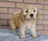 F1B Mini Labradoodle For Sale Millersburg, OH Female- Sally