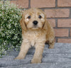 F1B Mini Labradoodle For Sale Millersburg, OH Female- Sally