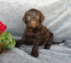 F1B Medium Labradoodle For Sale Millersburg, OH Female- Sally