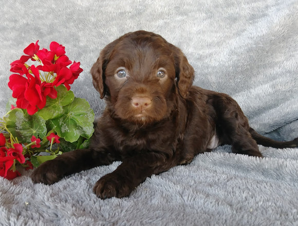 F1B Medium Labradoodle For Sale Millersburg, OH Female- Sally