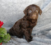 F1B Medium Labradoodle For Sale Millersburg, OH Female- Sally