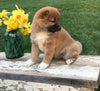 AKC Registered Shiba Inu For Sale Dundee, OH Male- Sammy