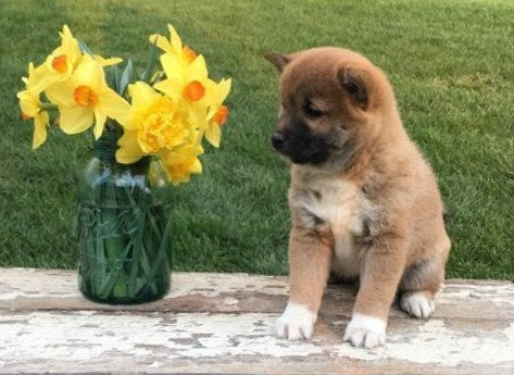 AKC Registered Shiba Inu For Sale Dundee, OH Male- Sammy