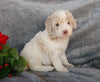 F1B Medium Labradoodle For Sale Millersburg, OH Male- Sammy