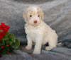 F1B Medium Labradoodle For Sale Millersburg, OH Male- Sammy