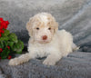 F1B Medium Labradoodle For Sale Millersburg, OH Male- Sammy