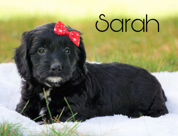 Mini Goldendoodle For Sale Sugarcreek, OH Female - Sarah