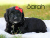 Mini Goldendoodle For Sale Sugarcreek, OH Female - Sarah