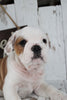 Beabull For Sale Holmesville, OH Male- Sarge