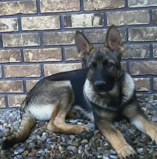 AKC Registered German Shepherd For Sale Millersburg OH Male- Sarge