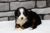 AKC Registered Bernese Mountain Dog For Sale Brinkhaven, OH Female- Savannah