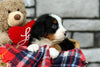 AKC Registered Bernese Mountain Dog For Sale Brinkhaven, OH Female- Savannah