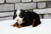 AKC Registered Bernese Mountain Dog For Sale Brinkhaven, OH Male- Scout
