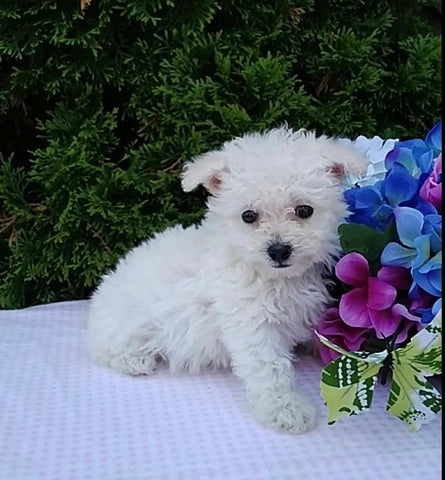 Bichpoo For Sale Wooster OH Male-Beau