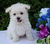 Bichpoo For Sale Wooster OH Male-Beau
