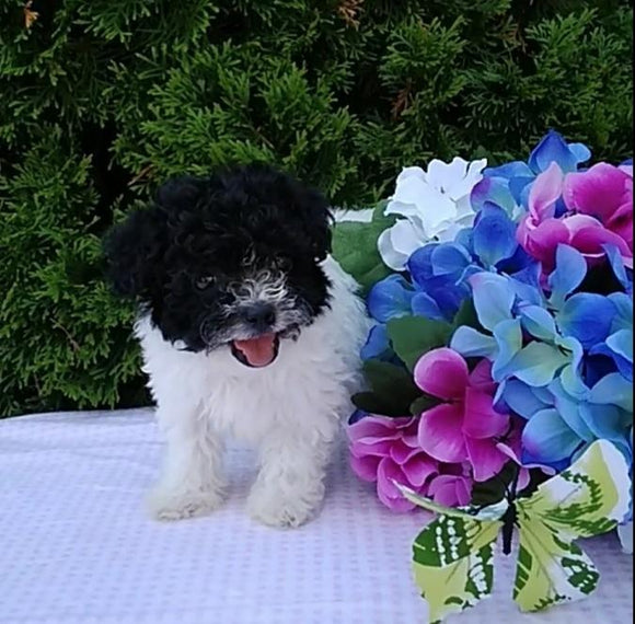 Bichpoo For Sale Wooster OH Female-Snowy