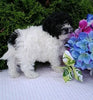 Bichpoo For Sale Wooster OH Female-Snowy