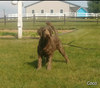 Medium F1B Labradoodle For Sale Mt Hope OH Male-Henry