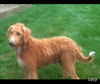 Mini F1B Labradoodle For Sale Millersburg OH Male-Simba