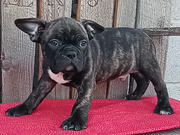 Frenchton Puppy For Sale Wooster OH Male- Dexter