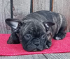 Frenchton Puppy For Sale Wooster OH Male- Dexter