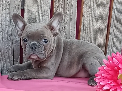 Frenchton Puppy For Sale Wooster OH Female-Keesha