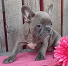 Frenchton Puppy For Sale Wooster OH Female-Keesha