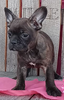 Frenchton Puppy For Sale Wooster OH Female-Whitney