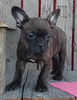 Frenchton Puppy For Sale Wooster OH Female-Whitney