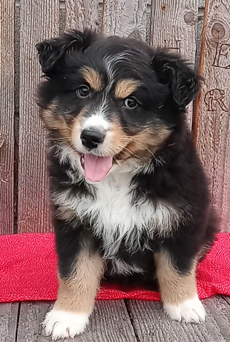 Australian Shepherd For Sale Wooster OH Male-Ricky