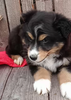 Australian Shepherd For Sale Wooster OH Male-Ricky