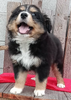 Australian Shepherd For Sale Wooster OH Male-Ricky